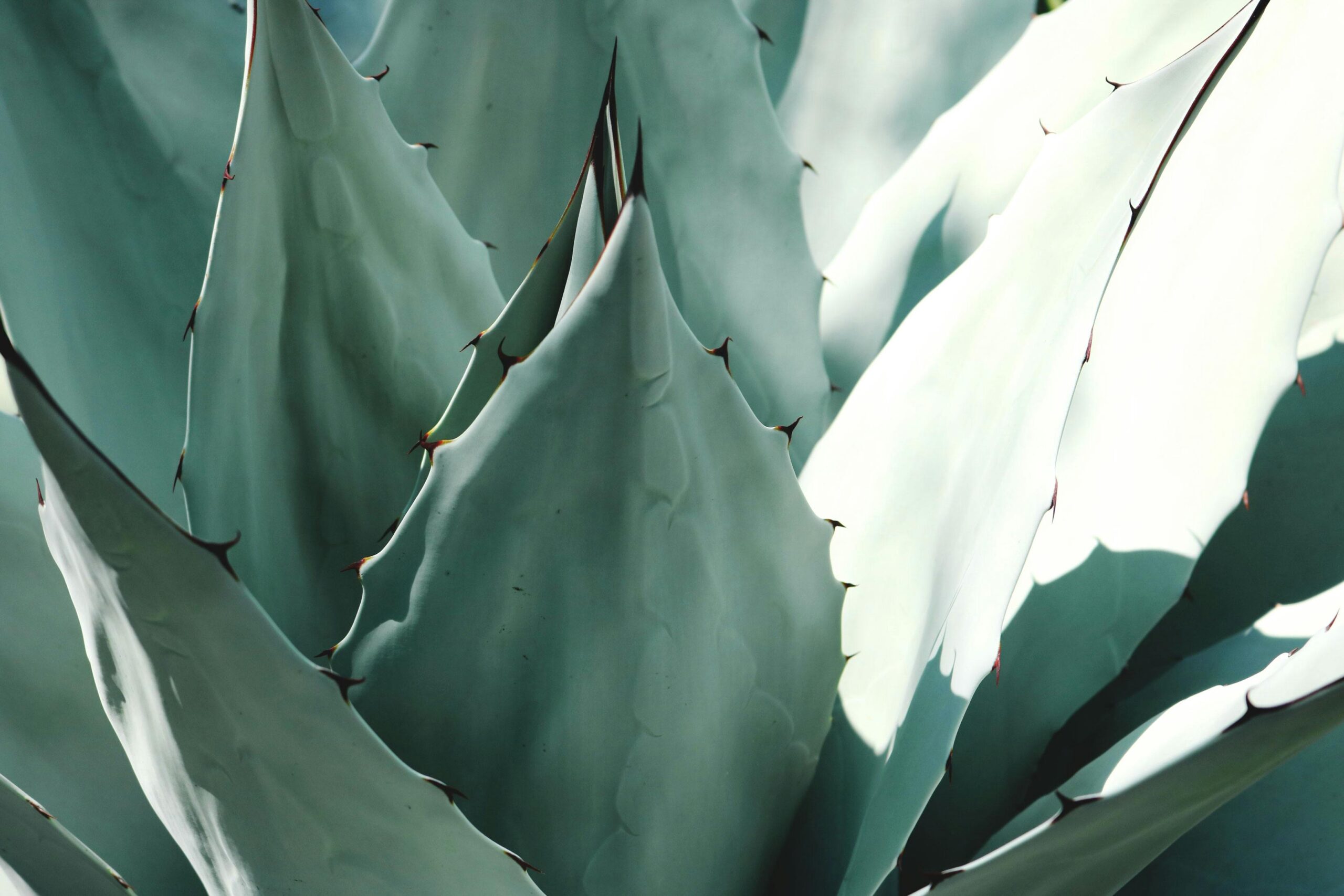 Detailed macro shot of an agave plant with sharp turquoise leaves and spines.