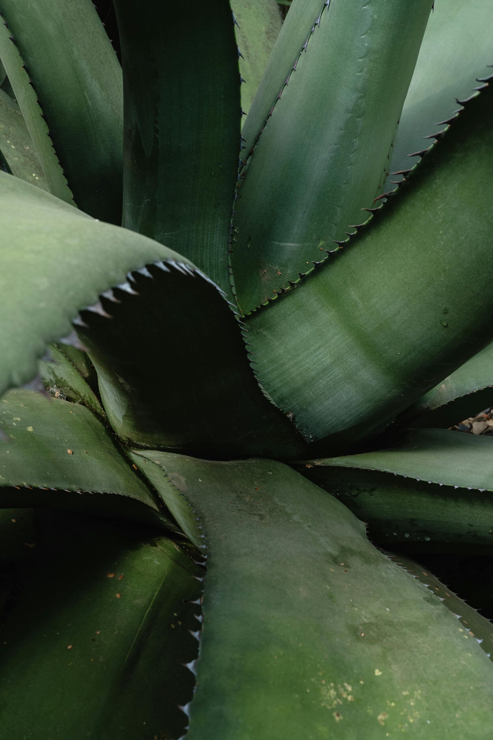 Detailed view of sharp green agave plant leaves for a natural botanical background.